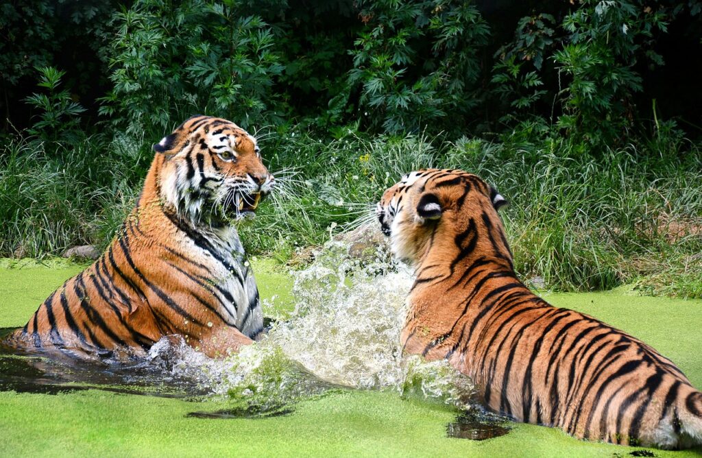 tiger, big cat, zoo-1537698.jpg
