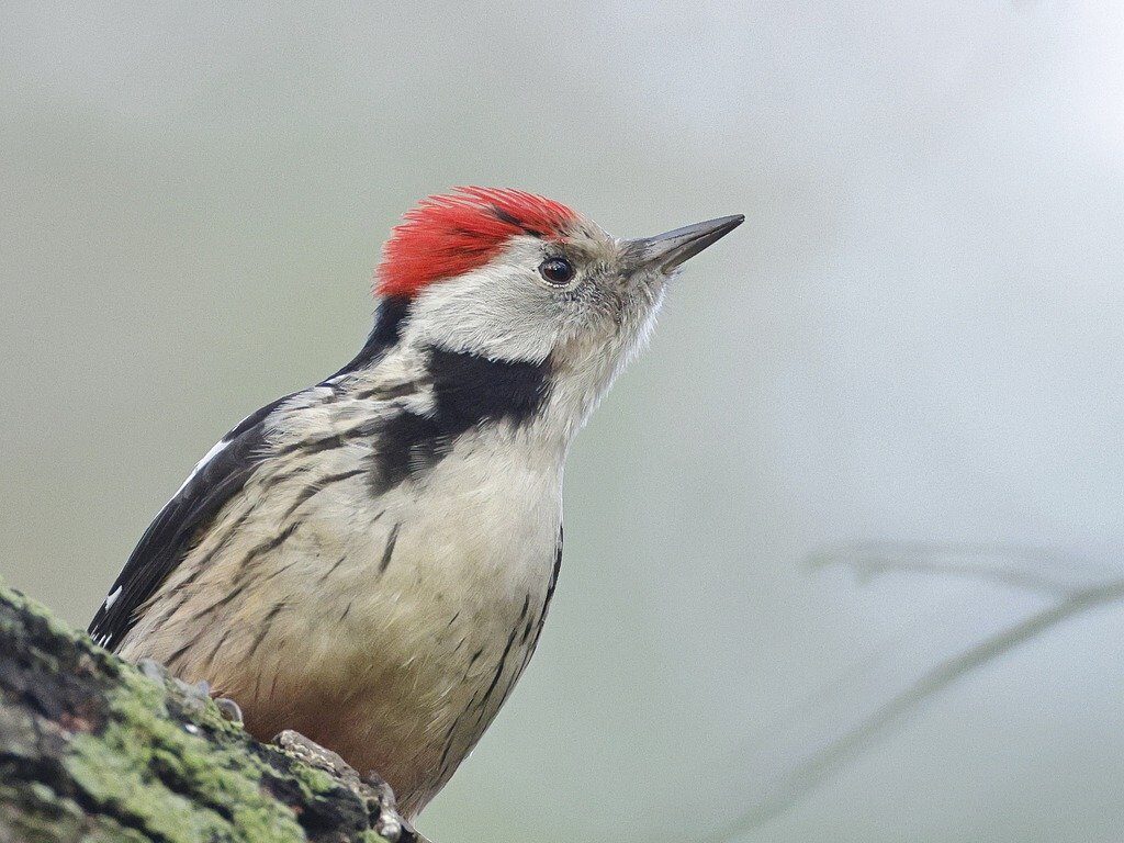 middle spotted woodpecker, woodpecker, bird-7631440.jpg